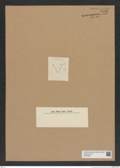 Diatomeae indet. Zeichnungen Sammlung Grunow Nr. 7543 (NHMW-BOT-W0376687)